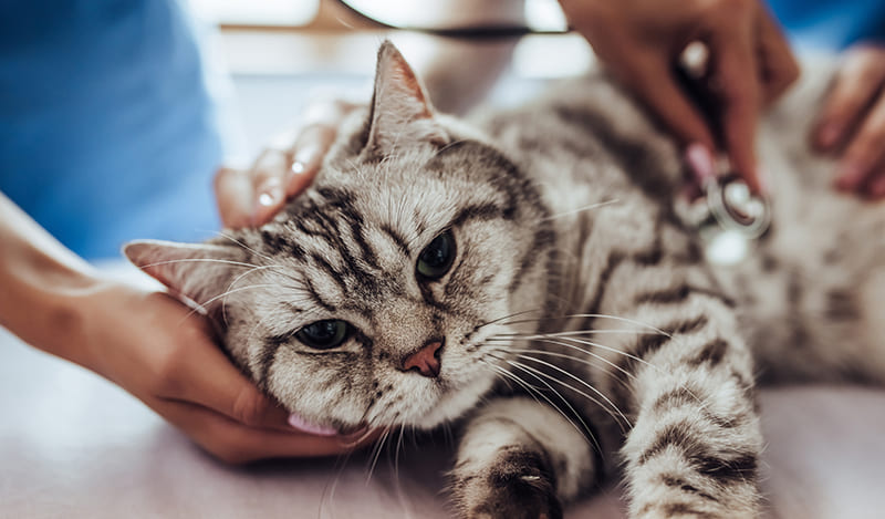 Urgences VETERINAIRES Lille , Vétérinaire de Garde