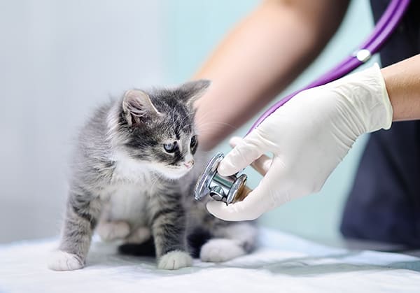 Urgences VETERINAIRES Lille , Vétérinaire de Garde