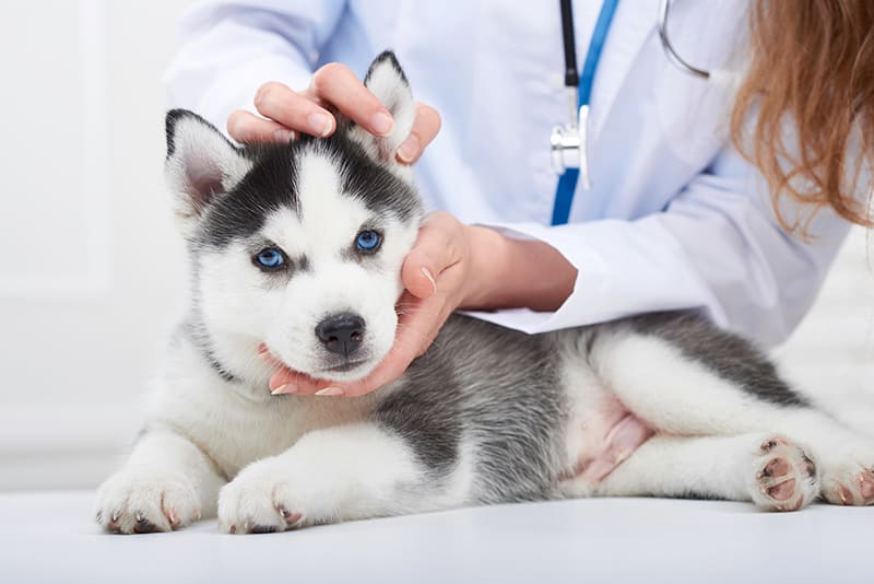 Urgences VETERINAIRES Lille, Vétérinaire de Garde