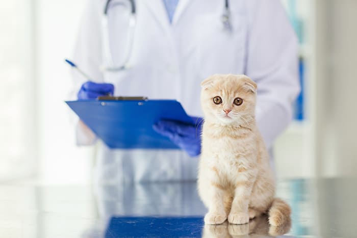 Urgences VETERINAIRES Lille, Vétérinaire de Garde