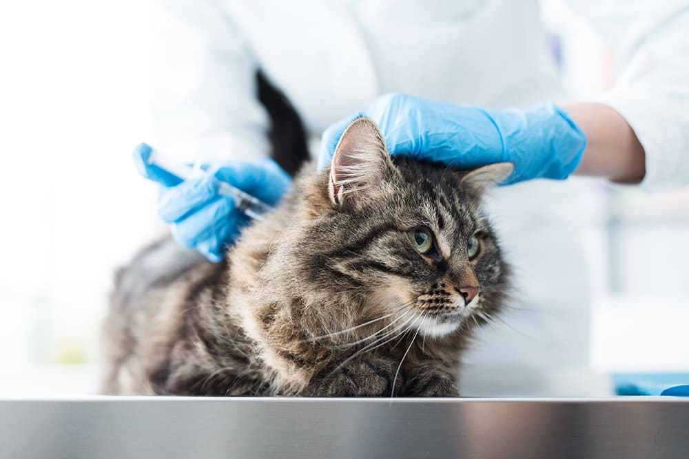 Urgences VETERINAIRES Lille , Vétérinaire de Garde