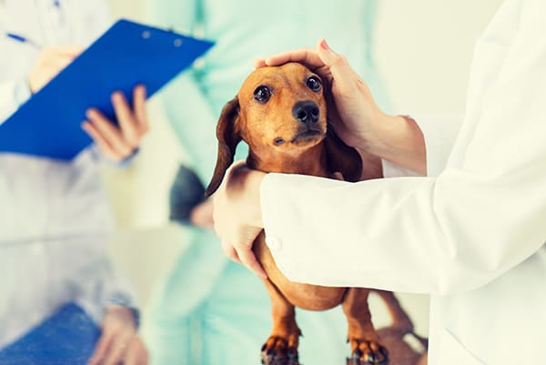 Urgences VETERINAIRES Lille , Vétérinaire de Garde